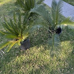 3 -  Sago Palms