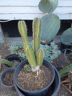 Mexican fence post cactus plant