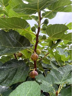 Fresh Organic Figs Are Now in