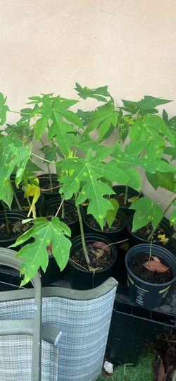 Papaya Seedlings in Nursery Pots