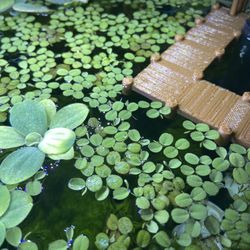 Salvinia Minima ๐ฑ - Floating Aquarium Plants โ $5