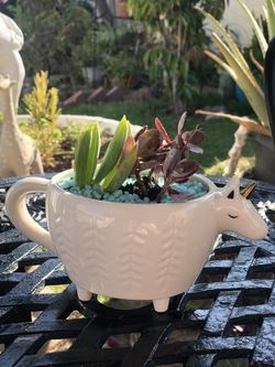 Live plant