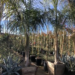 Queen Palm Tree