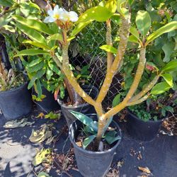 Plant Plumeri Hawaiian Flute Bluming 