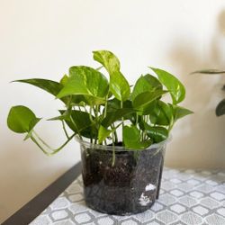 Money plant