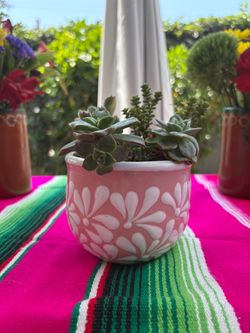 Pink Ceramic Planter with Succulents