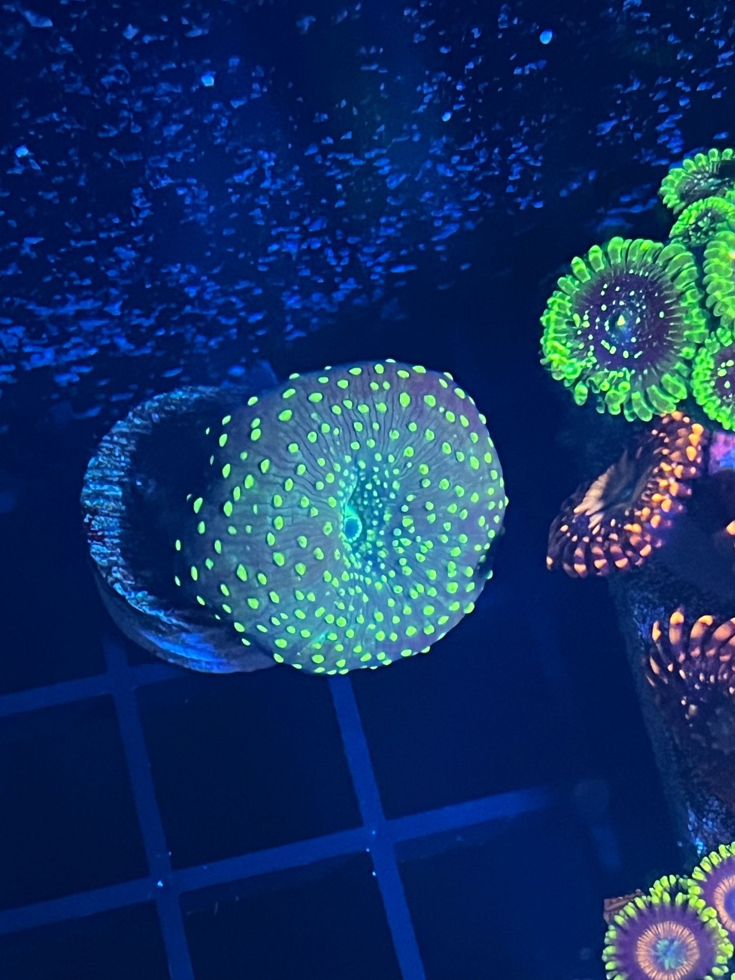Mushrooms corals discomas toys