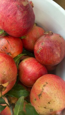 Fruit