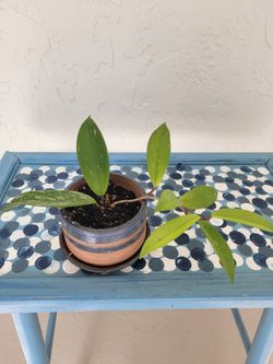 Hoya Plant In Pot 