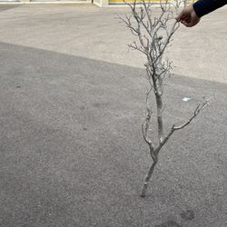 Dazzling Silver Manzanita Branch