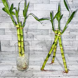 (Bundle Of 3 Stems) - 12" Lucky Bamboo 