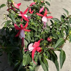 Fuchsia flower plant(3 colors) Hoa lồng đèn 3 màu