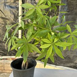 Money Tree