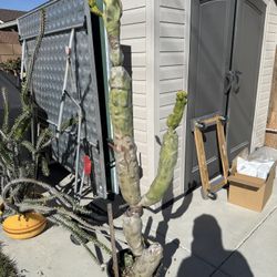 Totem Pole Cactus 5 Feet Tall Rooted 