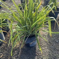 DayLily 5gallon 