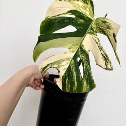 Variegated Monstera Aurea (Yellow Variegation) – Rare Plant