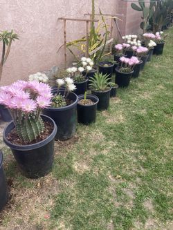 Cacti Plant For Sale