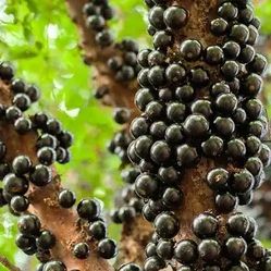 Jaboticaba