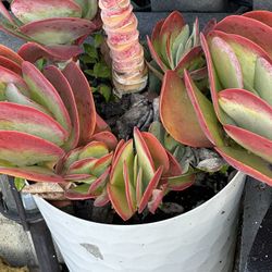 Succulents Clippings and many More! $1-$3