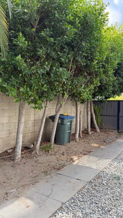 Transfer of trees