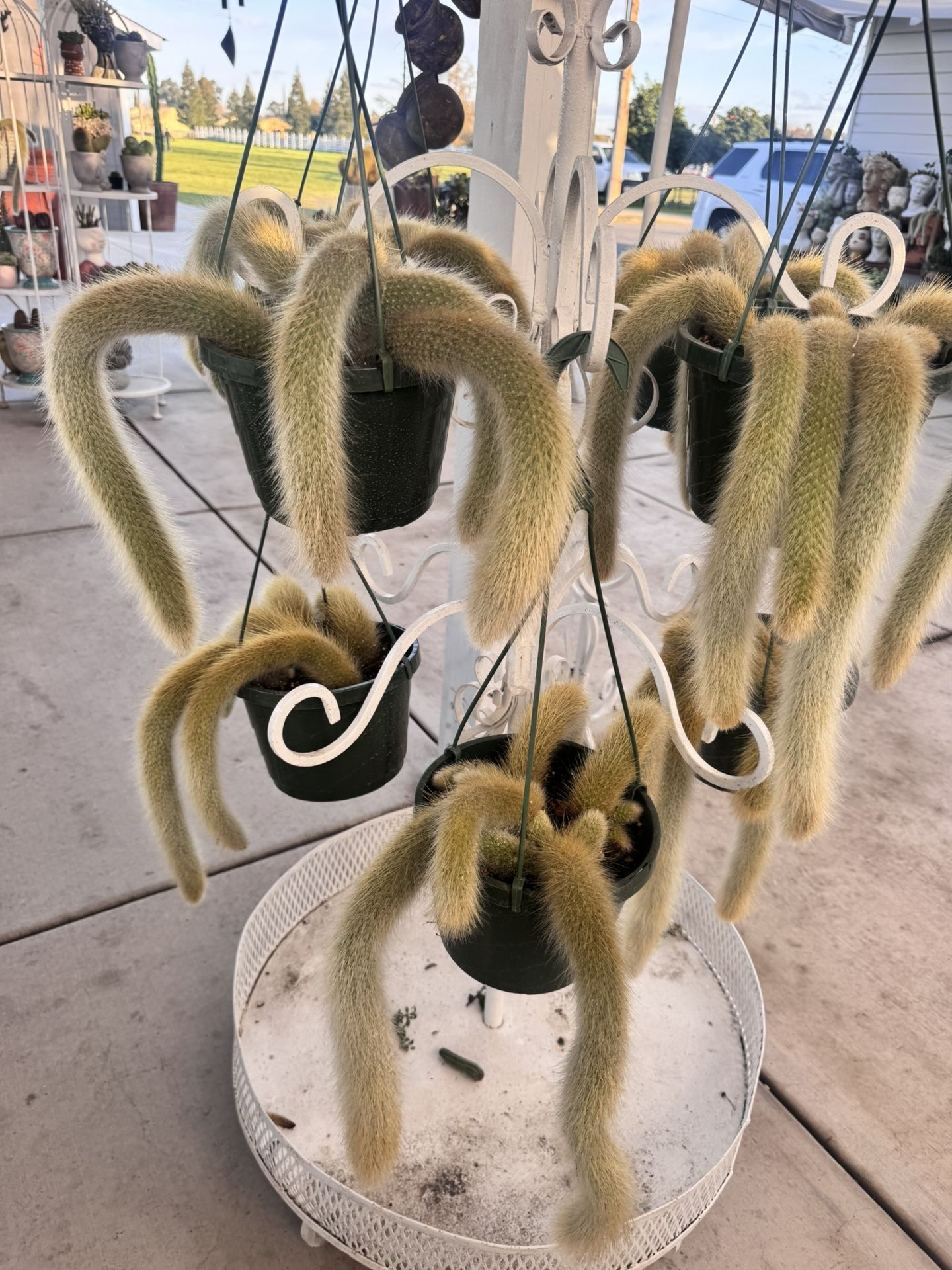Monkey Tail $35