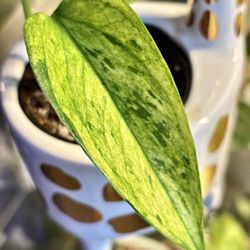 Scindapsus In Giraffe Ceramic Pot $10