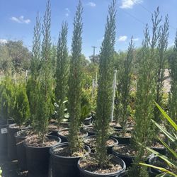 5 Gallons Italian Cypress 