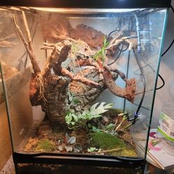 Bio Active Terrarium