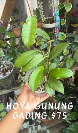 hoyas for sale