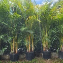 Spectacular Arecas Palms For Inmediate Privacy!!! About 9 Feet Tall Measurements Over The Pot! Best Quality And Price!