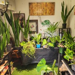 Indoors Plants.  Outdoor Plants.  Cactus.  Succulents 