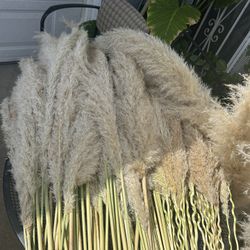 Pampas Grass 
