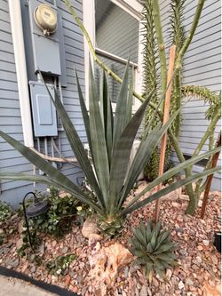 Free agave