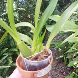Oncidium Orchid Yellow Flowers