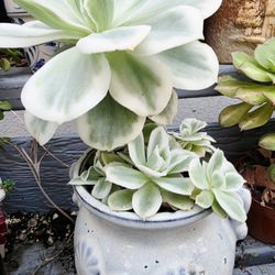 Echeveria Variegated Rose 3 Seedlings Available In 4in Pot Fully Rooted Pick Up In Upland 