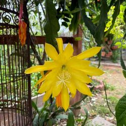 Orchid Cactus Plants