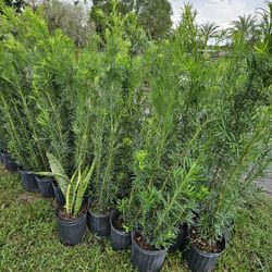 podocarpus 4 feet tall Instant Privacy Hedge