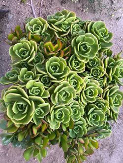 Succulent plant aeonium and jade