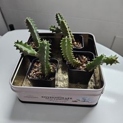 Very Unique Rare Life Saver Plant (Huernia Zebrina) $14 Each 