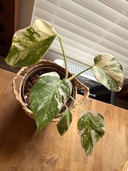 Monstera Albo