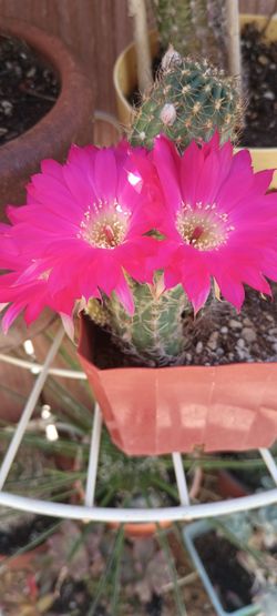 Cactus plant.