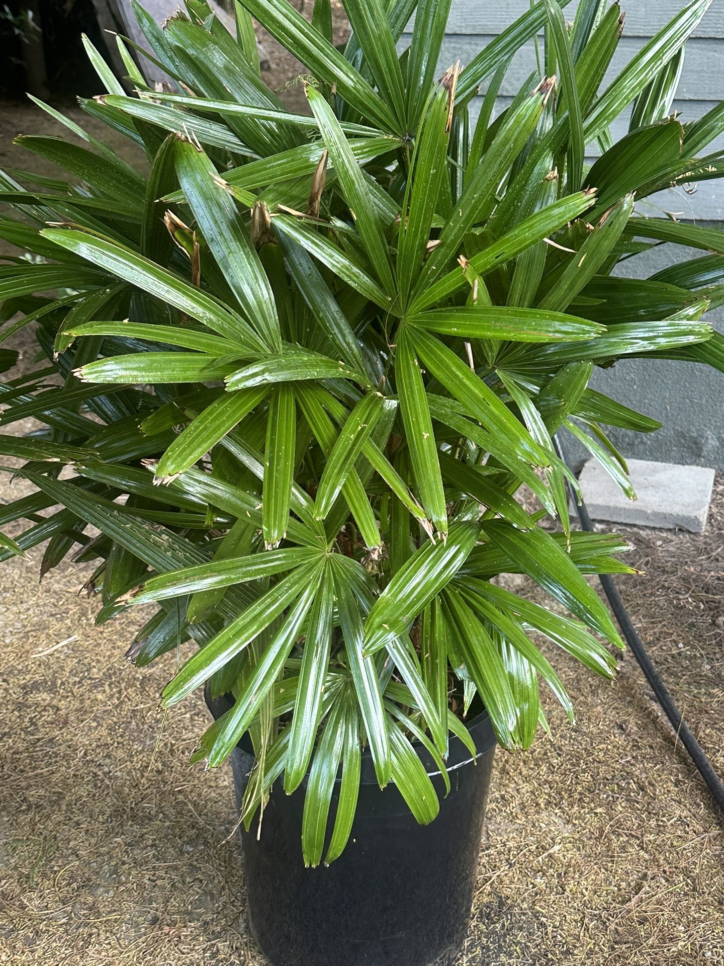 Raphis Palms. 15 Gal