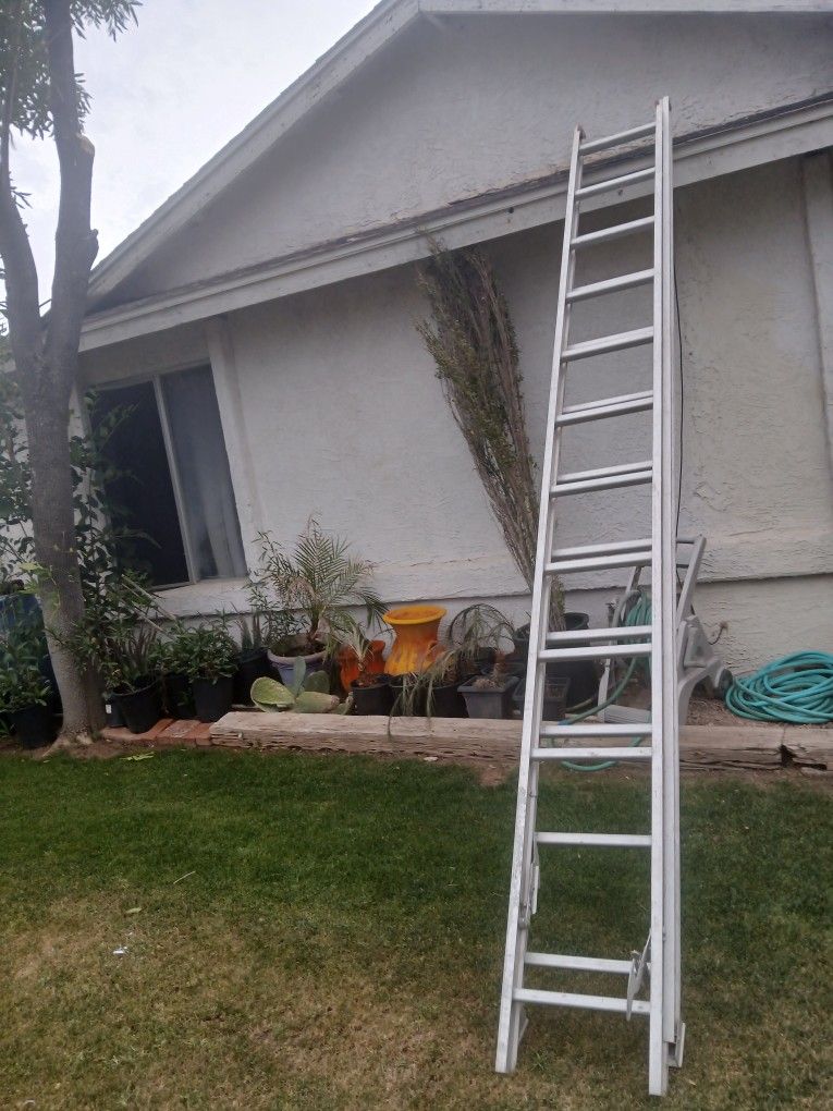 24 LADDER