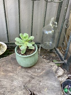 Beautiful succulents