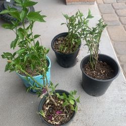 Chili Plants