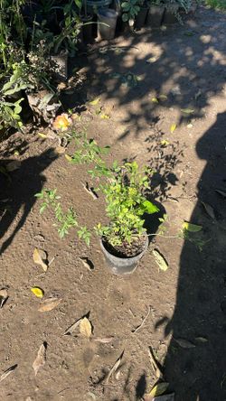 Plantas de rosal de Flor chiquita, diferentes colores