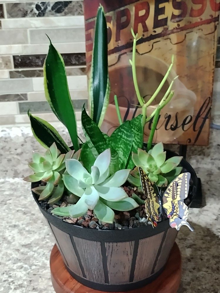 Dish Garden << In Succulents