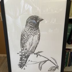 New Sketched Bird On Branch :: Quality Framing :: 24" X 36"