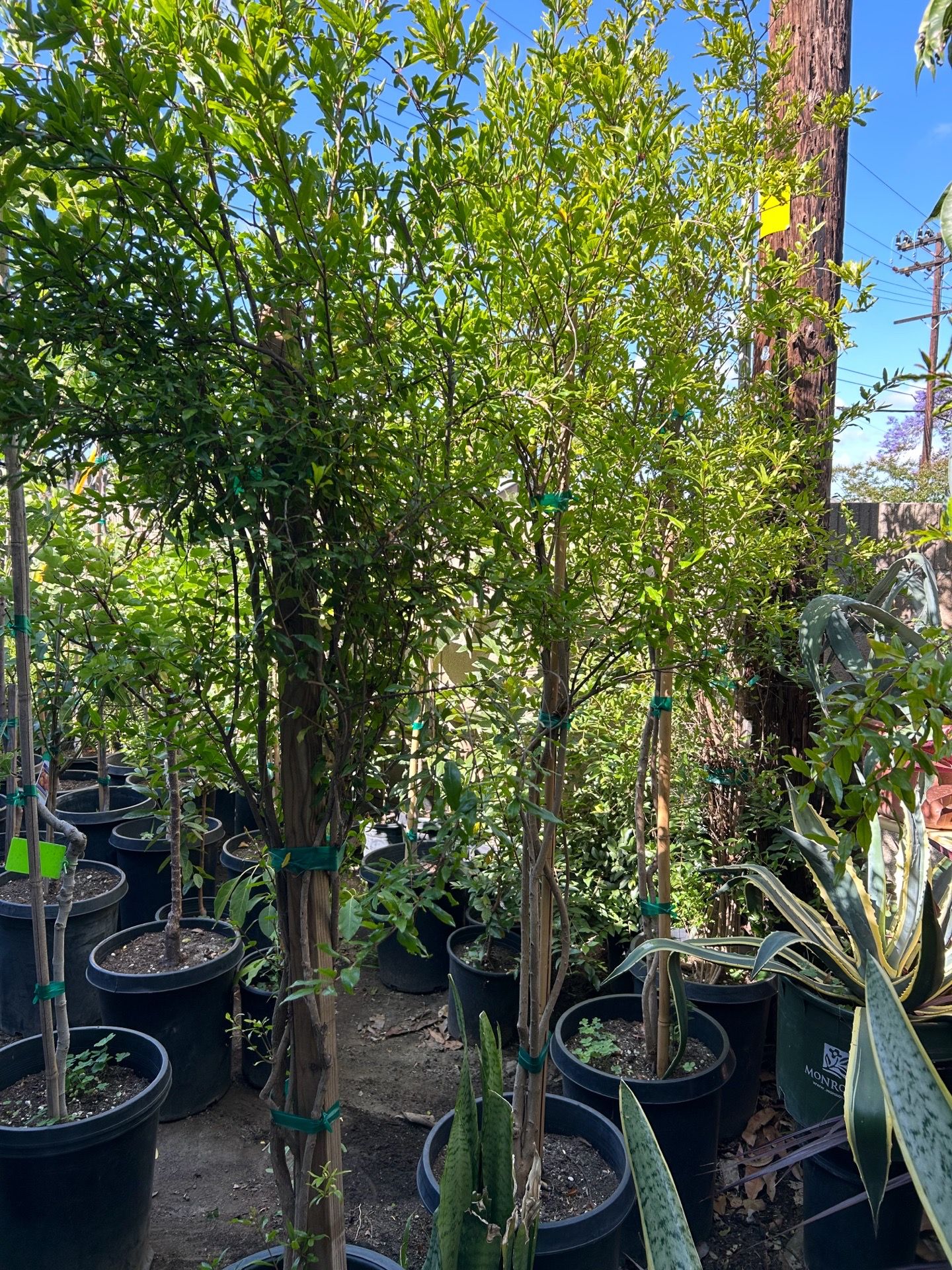 Pomegranate fruit trees