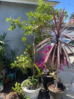 Baby Guava tree for sale (Dwarf Guava)